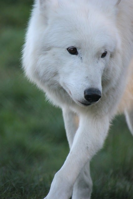 Free download wolf arctic wolf predator wildlife free picture to be edited with GIMP free online image editor