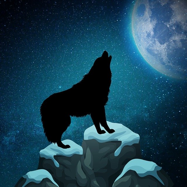 Free download Wolf Moon Moonlight -  free illustration to be edited with GIMP free online image editor