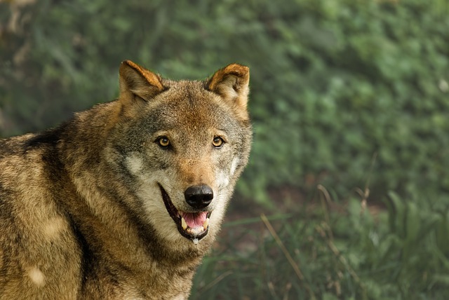 Free download wolf predator canine wildlife free picture to be edited with GIMP free online image editor