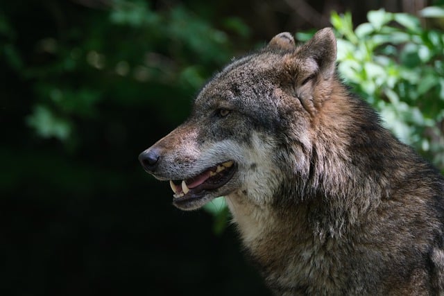 Free download wolf predator dangerous furry free picture to be edited with GIMP free online image editor