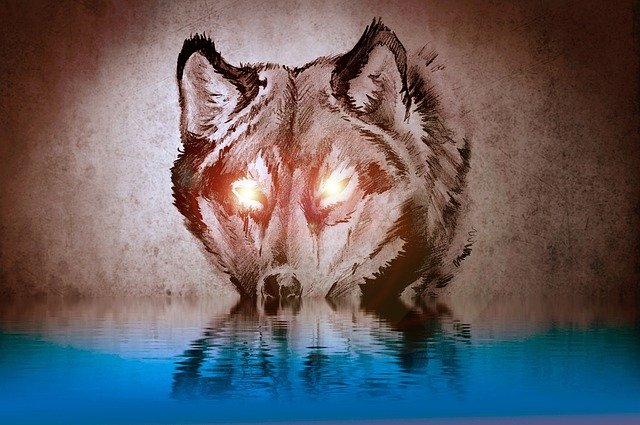 Free download Wolf Reflective Eyes Reflection -  free illustration to be edited with GIMP free online image editor