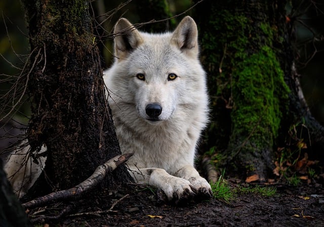 Free download wolf white wolf grey wolf free picture to be edited with GIMP free online image editor