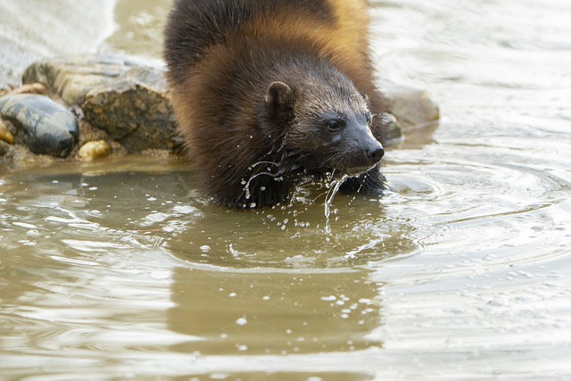 Free download wolverine marten eurasia predator free picture to be edited with GIMP free online image editor