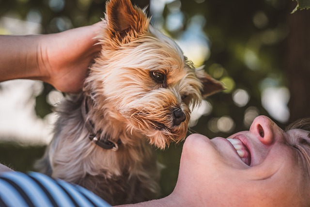 Free download woman yorkie dog domestic animal free picture to be edited with GIMP free online image editor