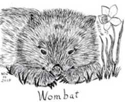 Free download Wombat Dreaming Next to a Daffodil free photo or picture to be edited with GIMP online image editor