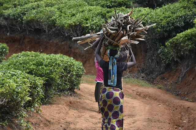 Free download Women Firewood Village -  free photo or picture to be edited with GIMP online image editor