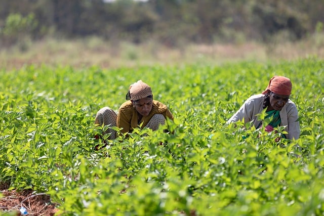 Free download women workers field plantation free picture to be edited with GIMP free online image editor