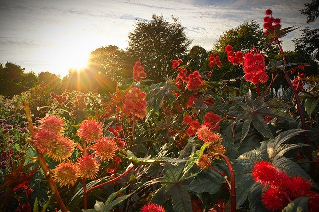 Free download Wonder Tree Castor Oil Plant -  free photo or picture to be edited with GIMP online image editor