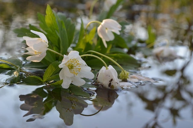 Free download wood anemone flowers lake plants free picture to be edited with GIMP free online image editor