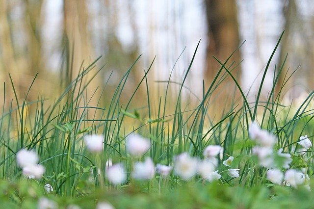 Free download Wood Anemone Forest Flower White -  free photo or picture to be edited with GIMP online image editor