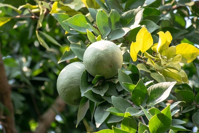 Free download wood apple bael golden apple free picture to be edited with GIMP free online image editor