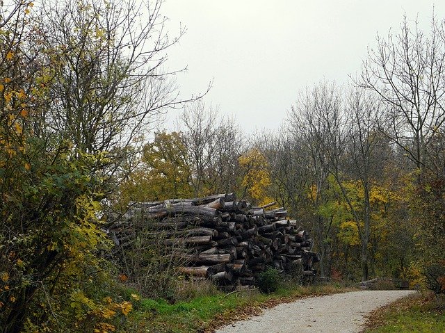 Free download Wood Autumn Nature -  free free photo or picture to be edited with GIMP online image editor