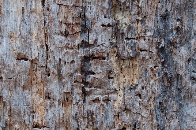 Free download wood bark texture background free picture to be edited with GIMP free online image editor