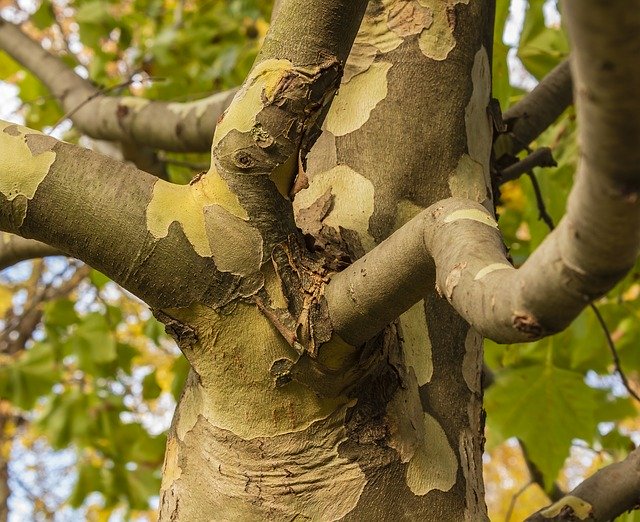 Free download Wood Branch Plane -  free photo or picture to be edited with GIMP online image editor