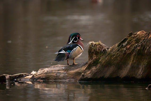 Free download wood duck lake bird ornithology free picture to be edited with GIMP free online image editor