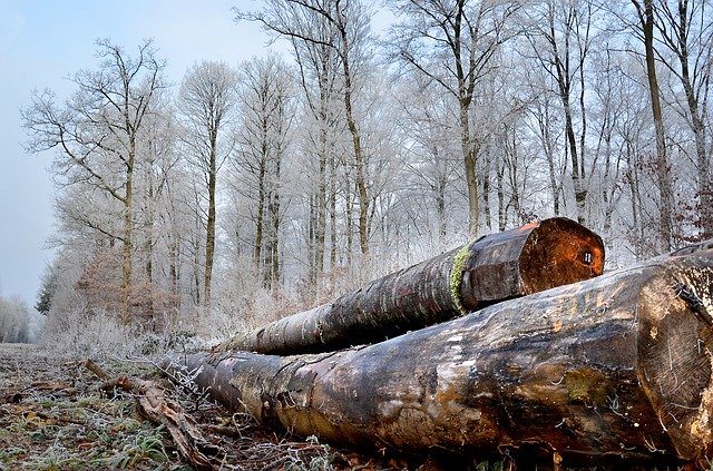 Kostenloser Download von Wood Forest Logs - kostenloses Foto oder Bild zur Bearbeitung mit GIMP Online-Bildbearbeitung