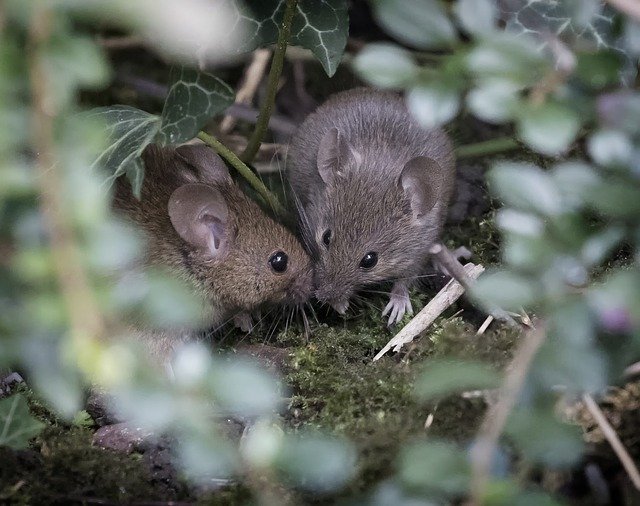 Free download Wood Mouse Nature Rodent -  free photo or picture to be edited with GIMP online image editor