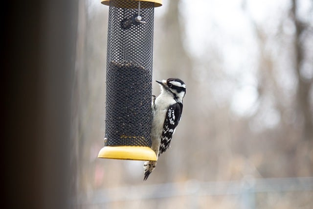 Free download woodpecker bird birdfeeder birdseed free picture to be edited with GIMP free online image editor