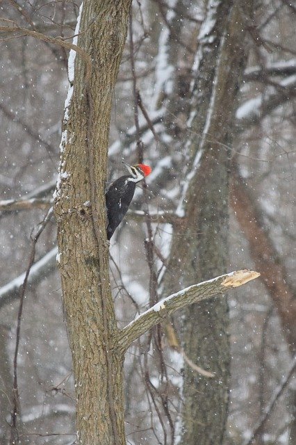 Free download Woodpecker Bird Foraging -  free photo or picture to be edited with GIMP online image editor