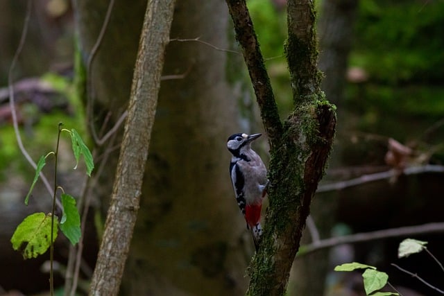 Free download woodpecker bird forest woods free picture to be edited with GIMP free online image editor