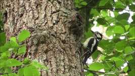 Free download Woodpecker Bird Nature -  free video to be edited with OpenShot online video editor