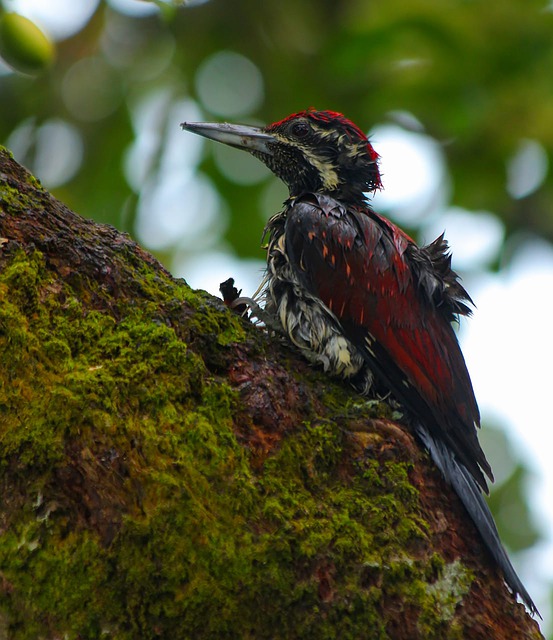 Free download woodpecker bird nature wildlife free picture to be edited with GIMP free online image editor