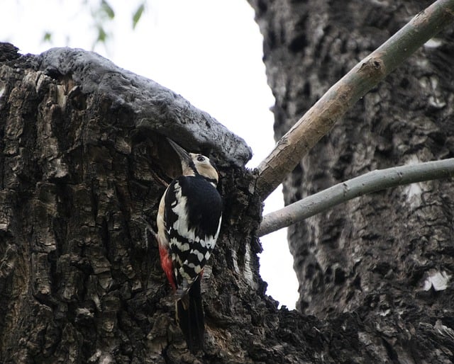 Free download woodpecker bird perched animal free picture to be edited with GIMP free online image editor