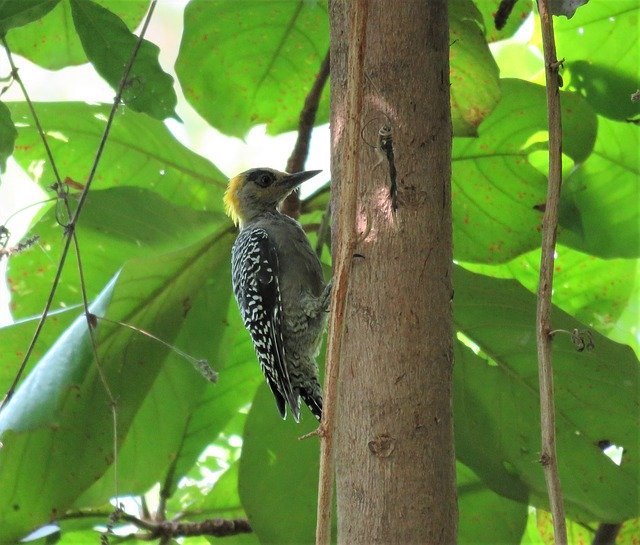 Free download Woodpecker Bird Tropical -  free photo or picture to be edited with GIMP online image editor