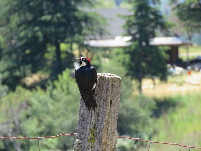 Free download Woodpecker California -  free photo or picture to be edited with GIMP online image editor