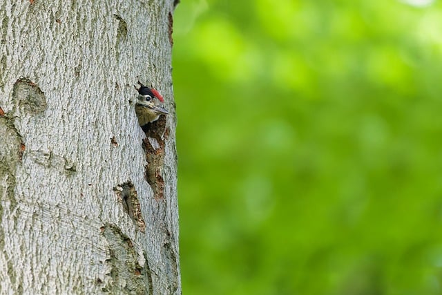 Free download woodpecker great spotted woodpecker free picture to be edited with GIMP free online image editor