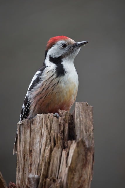 Free download woodpecker nuthatch bird animal free picture to be edited with GIMP free online image editor