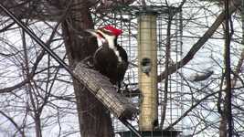 Free download Woodpecker Pileated Bird -  free video to be edited with OpenShot online video editor