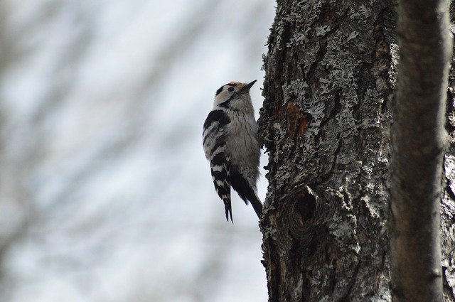 Free download Woodpecker The Birds -  free photo or picture to be edited with GIMP online image editor