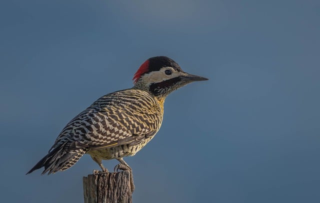 Free download woodpecker wild bird ornithology free picture to be edited with GIMP free online image editor