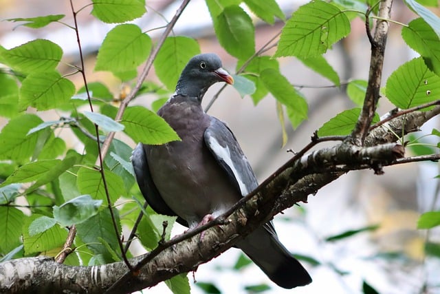 Free download wood pigeon dove bird animal free picture to be edited with GIMP free online image editor