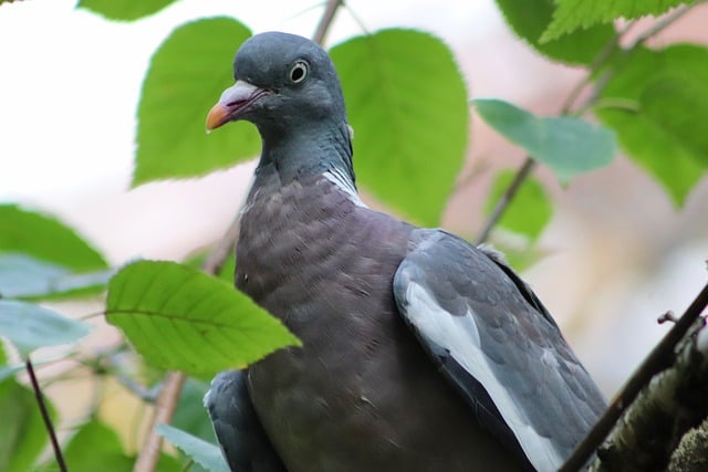 Free download wood pigeon dove bird sitting free picture to be edited with GIMP free online image editor