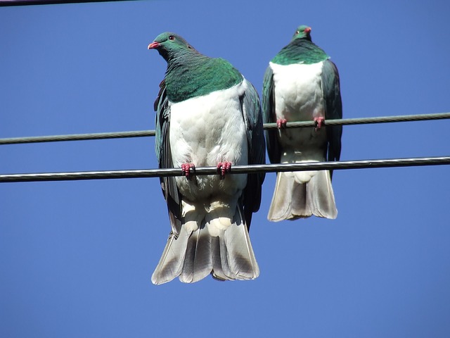 Free download wood pigeon nz native new zealand free picture to be edited with GIMP free online image editor