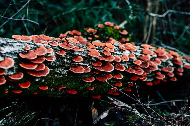 Free download woods fungi mushrooms fungus free picture to be edited with GIMP free online image editor