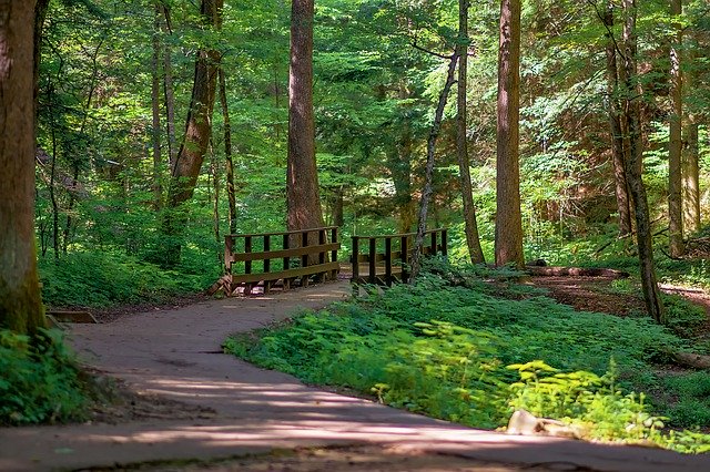 Free download Woods Hiking Path -  free photo or picture to be edited with GIMP online image editor