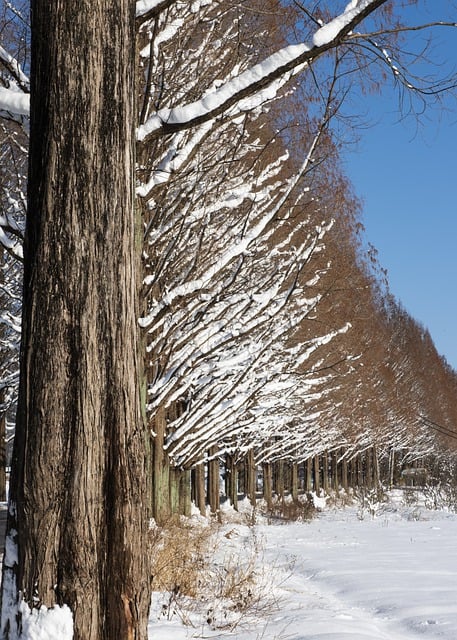 Free download woods trees nature winter season free picture to be edited with GIMP free online image editor