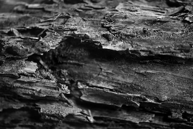 Free download wood texture fragile natural free picture to be edited with GIMP free online image editor