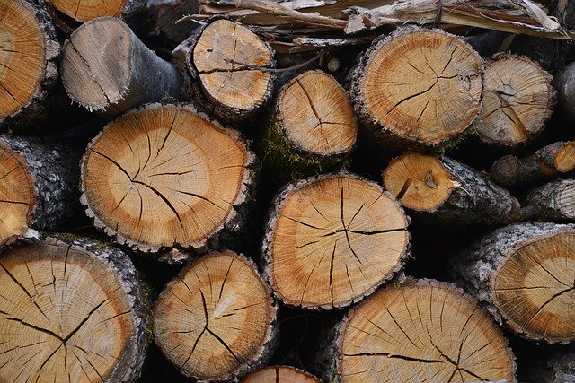 Free download Wood Trunks Nature -  free photo or picture to be edited with GIMP online image editor