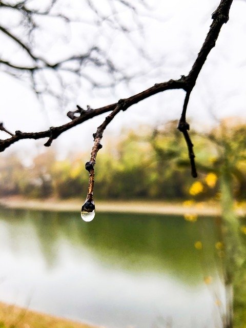 Free download Wood Vizcsepp Water Droplets -  free photo or picture to be edited with GIMP online image editor