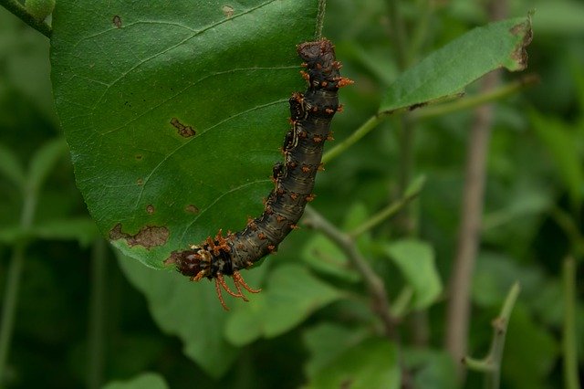 Free download Worm Green Nature -  free photo or picture to be edited with GIMP online image editor