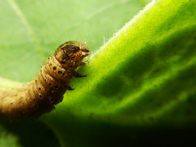 Free download Worm Larva Butterfly -  free photo or picture to be edited with GIMP online image editor