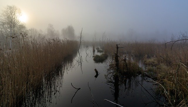 Free download Wurzach Reed Moor Nature -  free photo or picture to be edited with GIMP online image editor