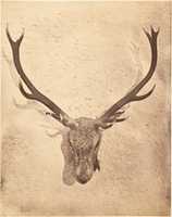 Free download [Stag Trophy Head, Killed by Ned Ross] free photo or picture to be edited with GIMP online image editor