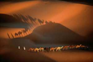 Free download 10 camels, shadows - photo free photo or picture to be edited with GIMP online image editor