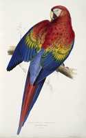 Free download 1832 Illustrations of Parrots free photo or picture to be edited with GIMP online image editor