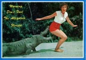 Free download 1989 Feed Alligators Postcard free photo or picture to be edited with GIMP online image editor